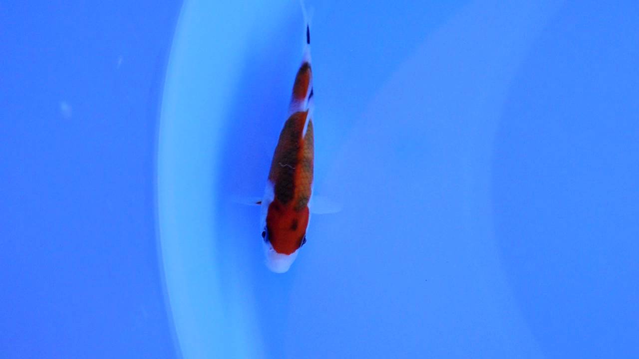 OOYA 3044 1Y TAISYOSANSYOKU 10CM UN
