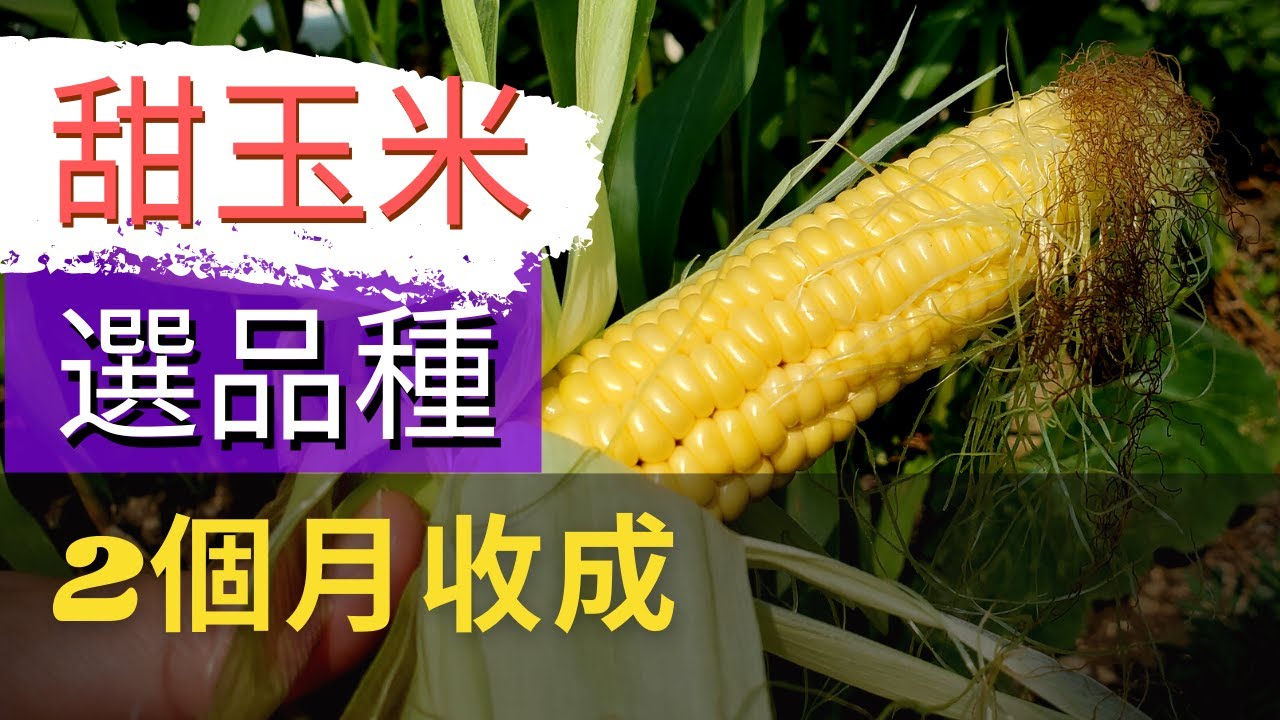 【兩個月就可以收成的黃玉米】推薦生長期短的甜黃玉米【玉米品種】春天也能簡單種玉米+墨西哥松露(玉米黑穗菌+ Early Sunglow Hybrid Sweet Corn