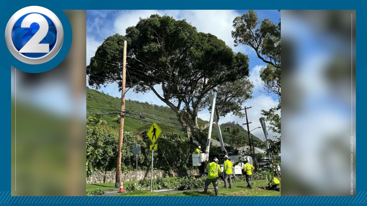 70-foot Bodhi tree to be removed from Manoa Road