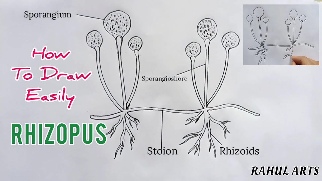 How to draw Rhizopus | labelled diagram of rhizopus