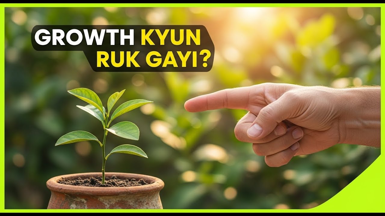 Nimbu Ka Podha Slow Grow Kyun Karta Hai | Ghar Mein Fast Growth Tips