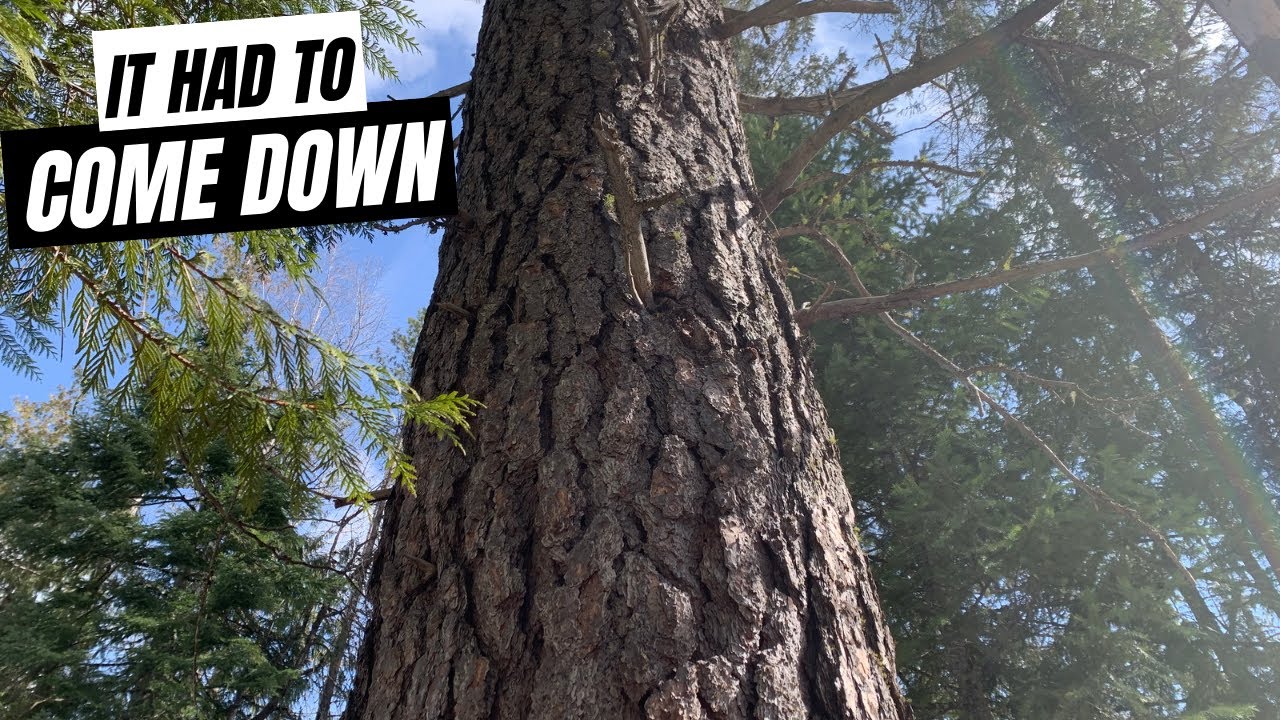 It HAD To Come DOWN // Cutting Down A BIG TREE // Ponderosa Pine // Land Cleanup After Logging