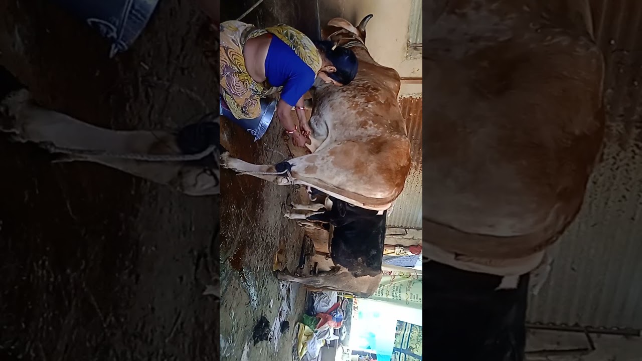 Gay ka dudh kaise nikaalte hain