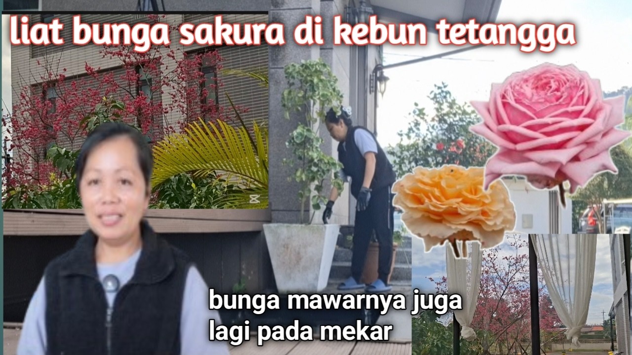 Bunga sakura⁉️punya tetangga  pada mekar//bisa lihat jelas#tkwtaiwan 