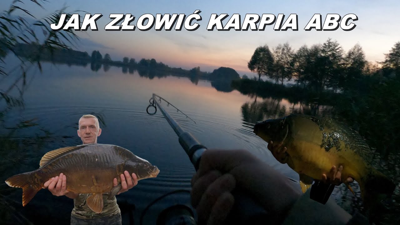 Jak skutecznie złowić duże karpie na method feeder poradnik ABC . Branie karpia . Hol karpia