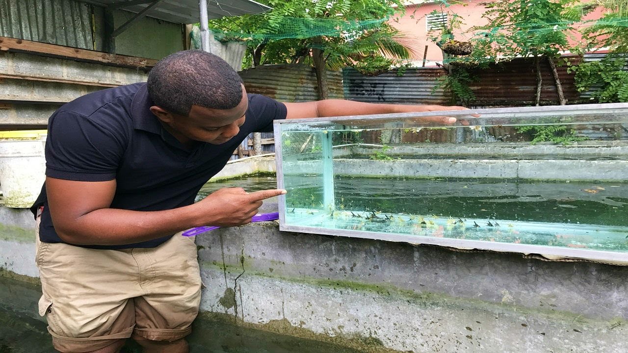 peces escalares 30 dias de larva de mosquito cap1
