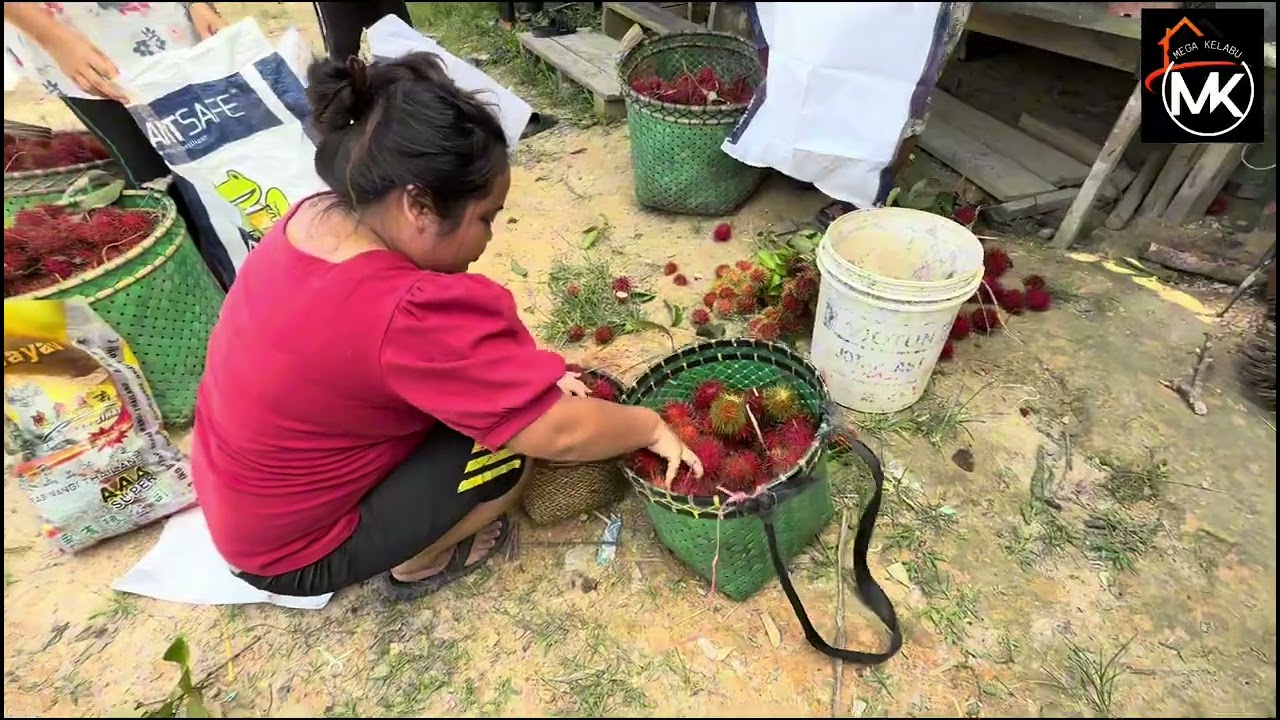 AMBIL BUAH RAMBUTAN DI KEBUN 
