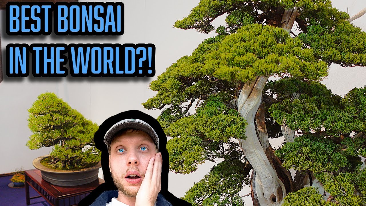 I Visited the World's Best Bonsai Exhibition