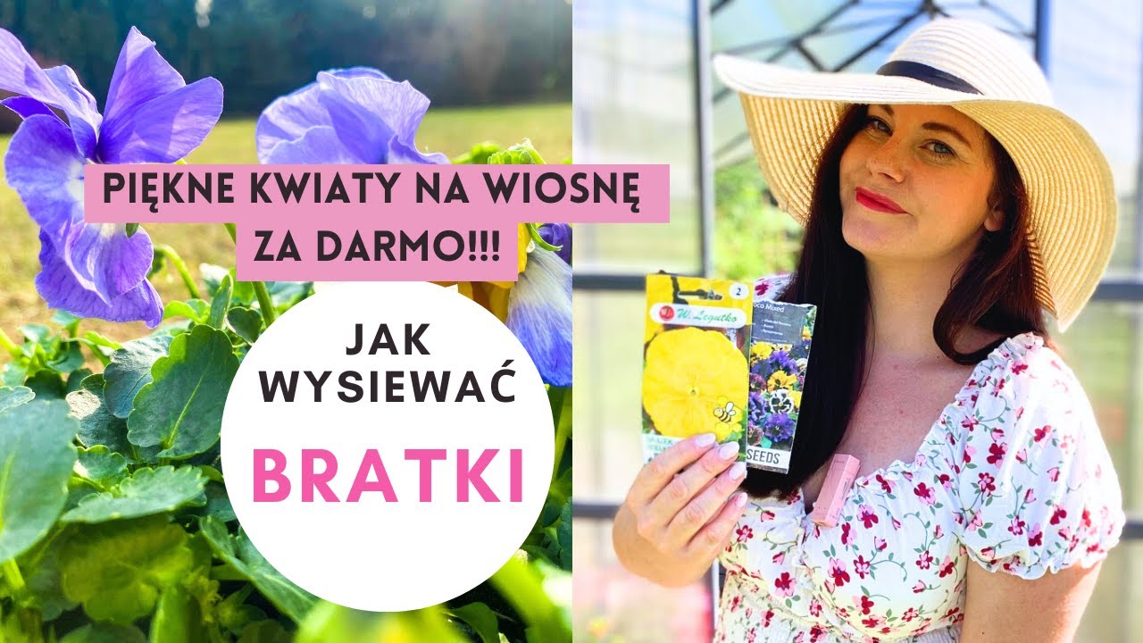 Bratki z nasion 🌸 Zrób to teraz by mieć piękne kwiaty na wiosnę za darmo!