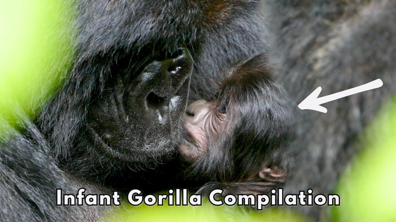 Infant Gorilla Compilation! 🦍
