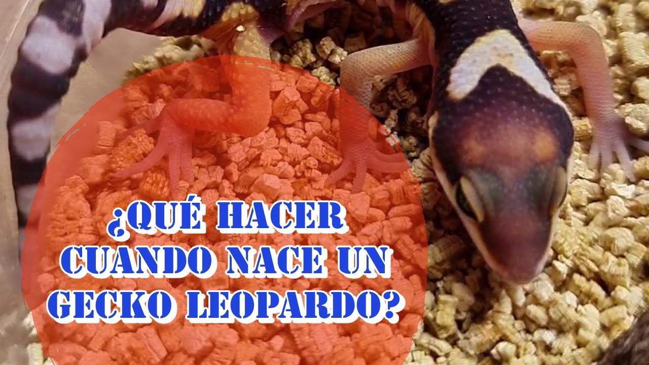CUIDADOS DE GECKO LEOPARDO CRIA NUEVO NACIMIENTO DE UN GECKO LEOPARDO ES INCREIBLE LO QUE ME NACIO