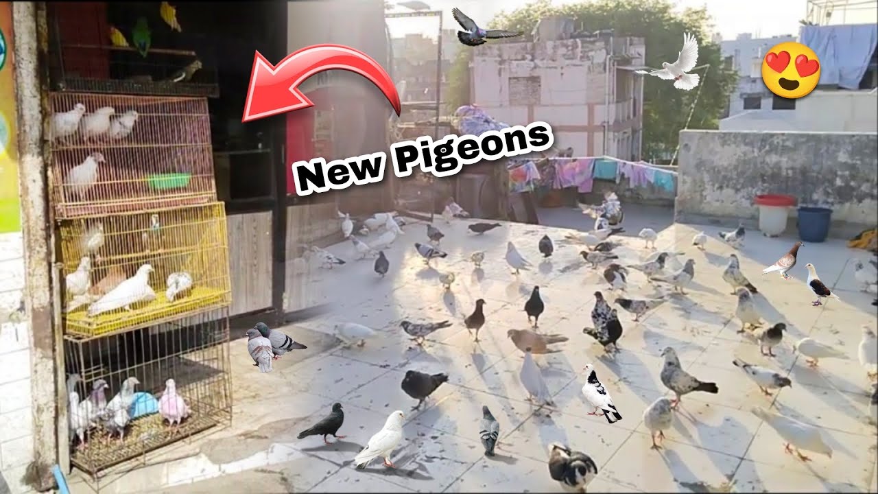 Itne Sare Kabutar Kharid Liye😎🤪 || Chat Bhar Gay🫢 || #kabutar #pigeon #villageincity #kabutarkivideo