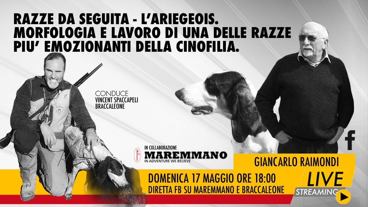 RAZZE DA SEGUITA   L'ARIEGEOIS