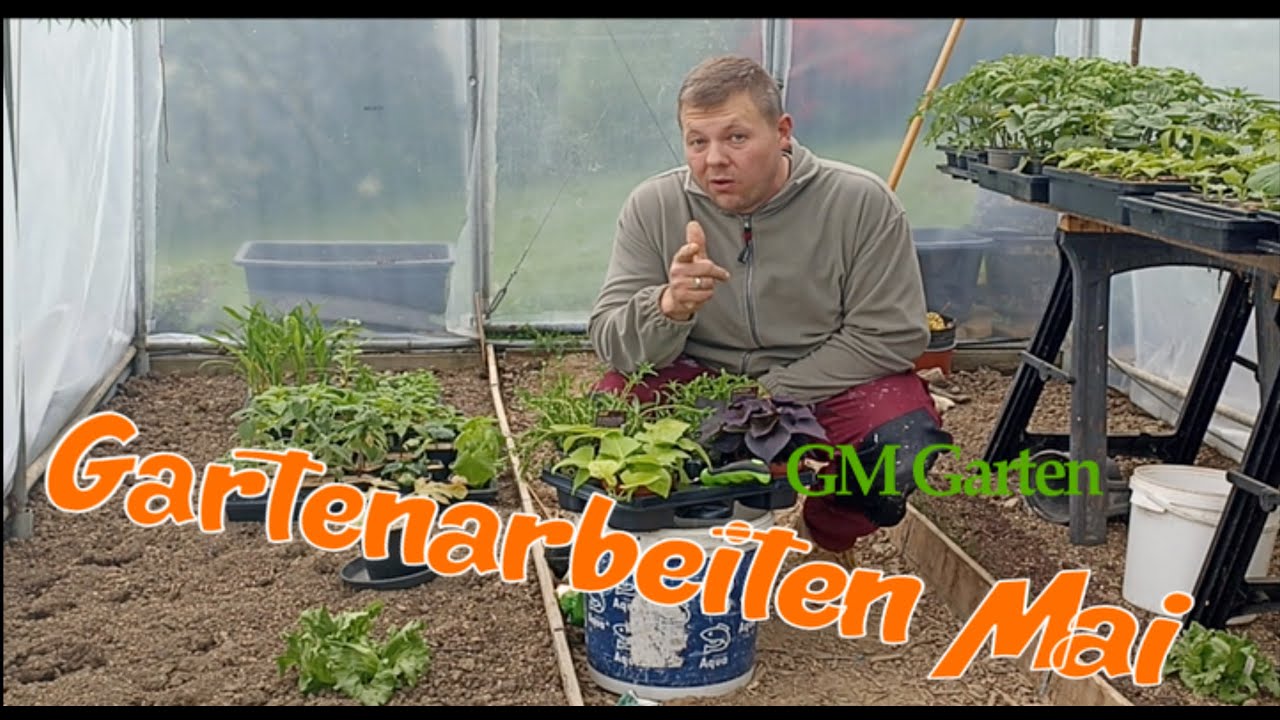 GESCHENKE! Gartenarbeiten im Mai! Dicke Knollen!