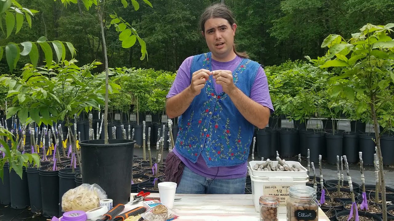 Flap/Banana Grafting Pecans