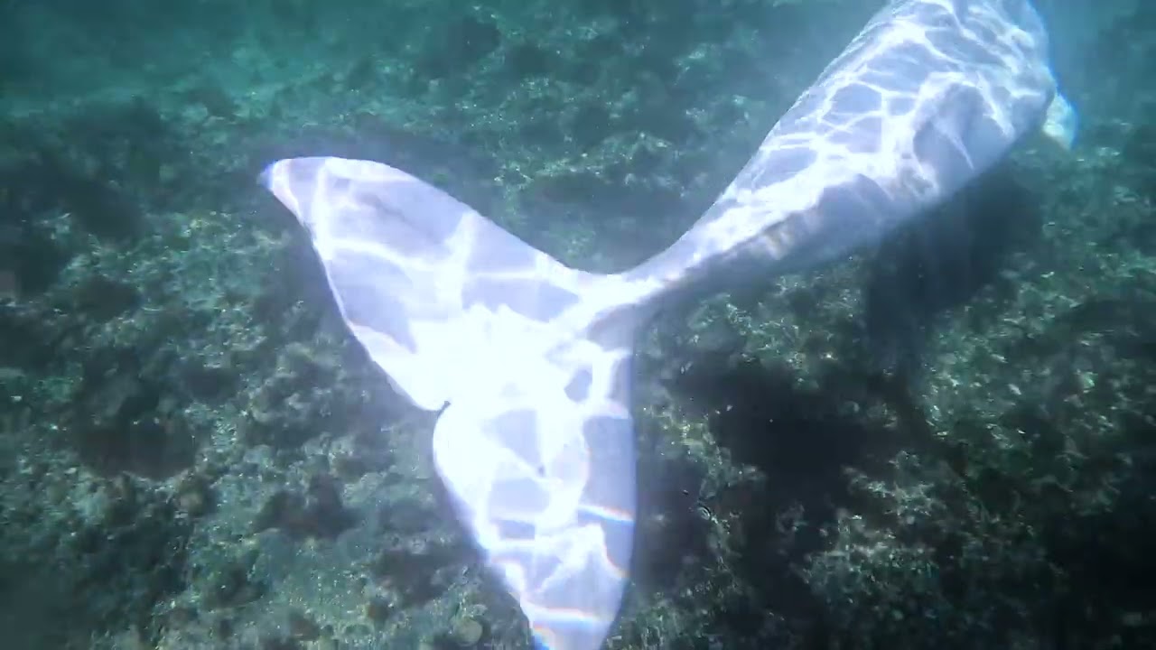 Hvaldimir showing off his belly | OneWhale.org
