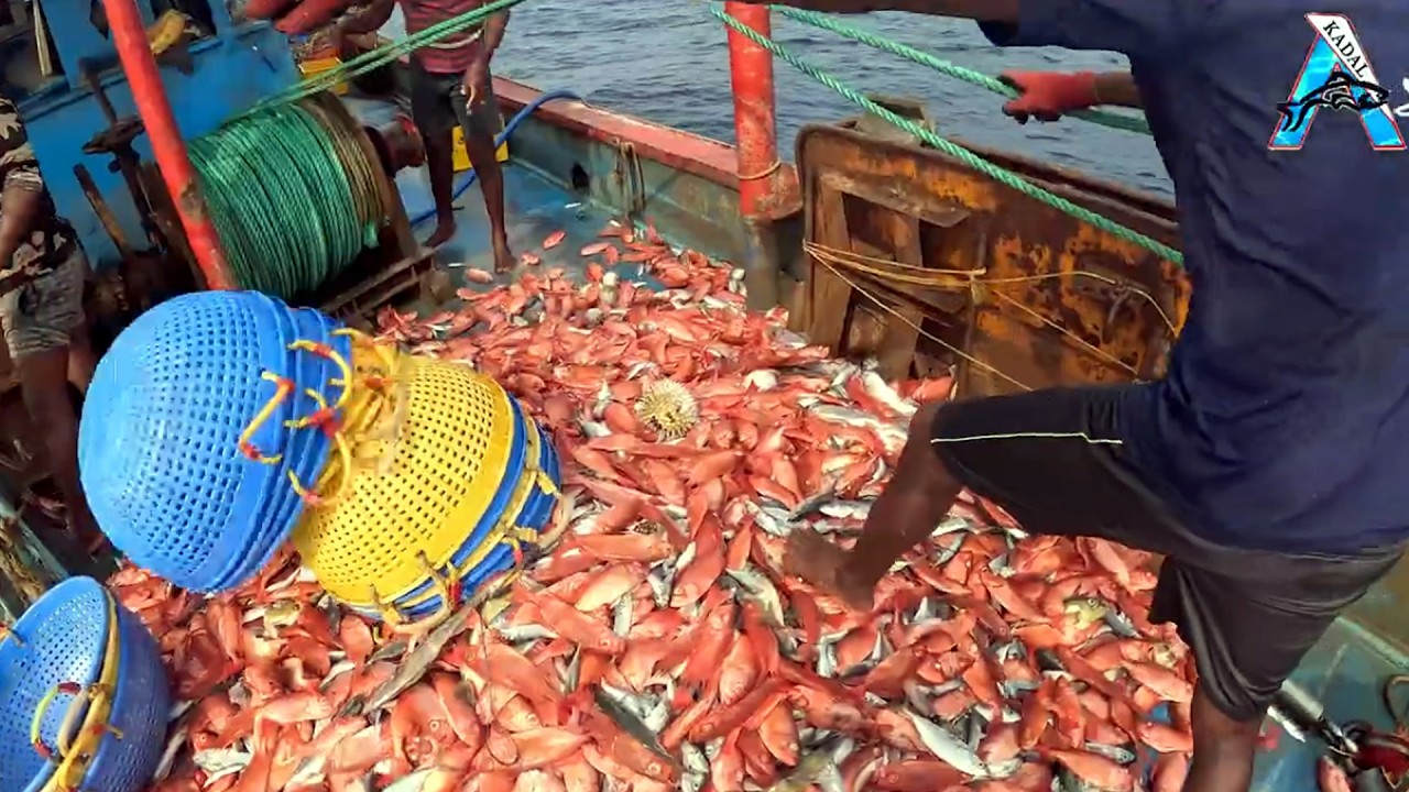 Ocean Fishing Success: | Incredible Red Snapper Haul | Deep Sea Fishing | “Boat Full of Red Snapper!
