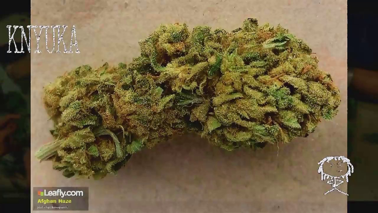 Certified Pothead - Afghan Haze
