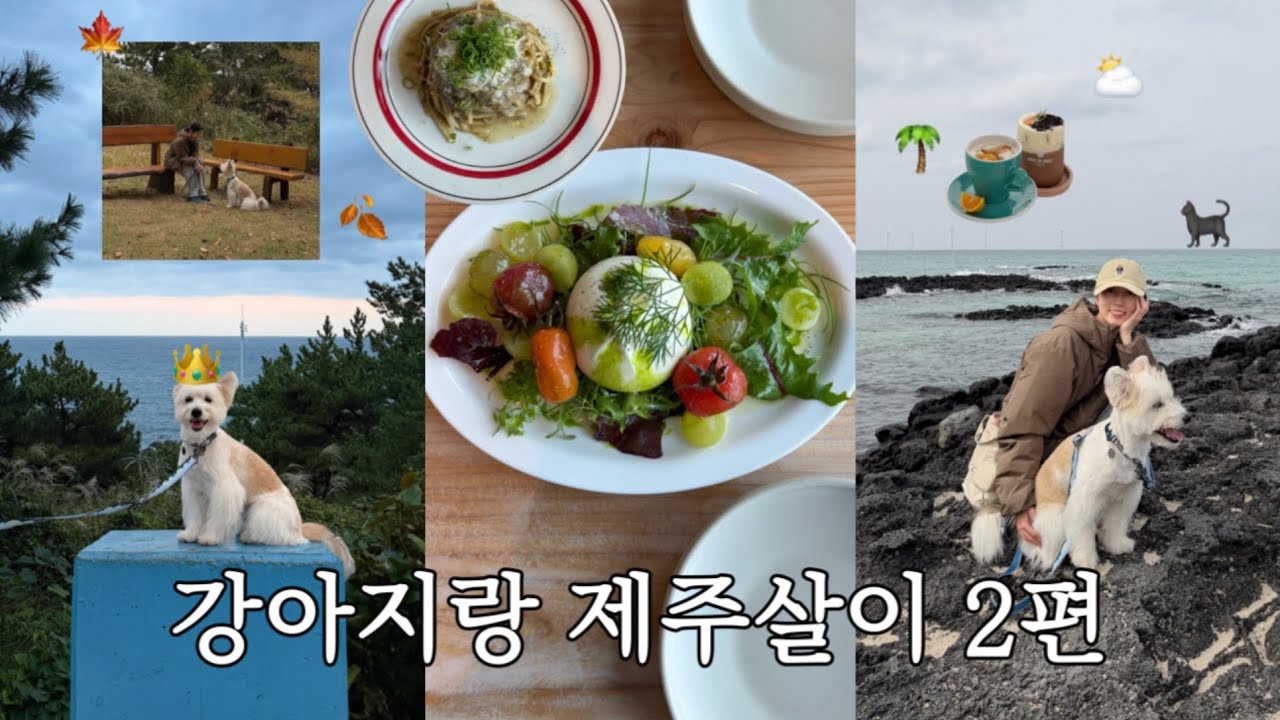 알아두면 좋은 애견동반 여행 정보가 가득한 제주 서쪽 여행 브이로그🐕🌴