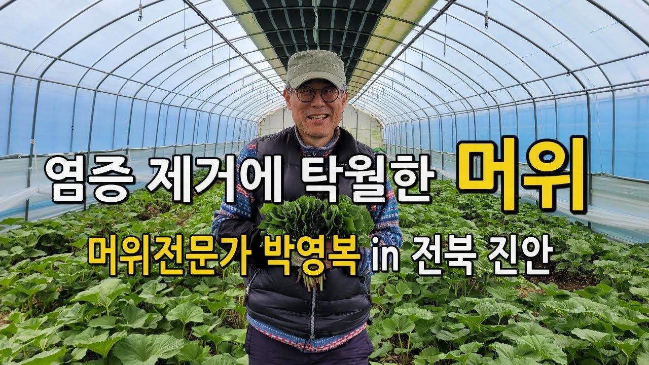 염증제거 탁월한 나물채소 머위 / 머위 하우스재배 농부 박영복 '전북진안'