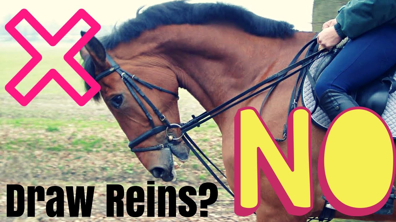 Training horses with DRAW REINS