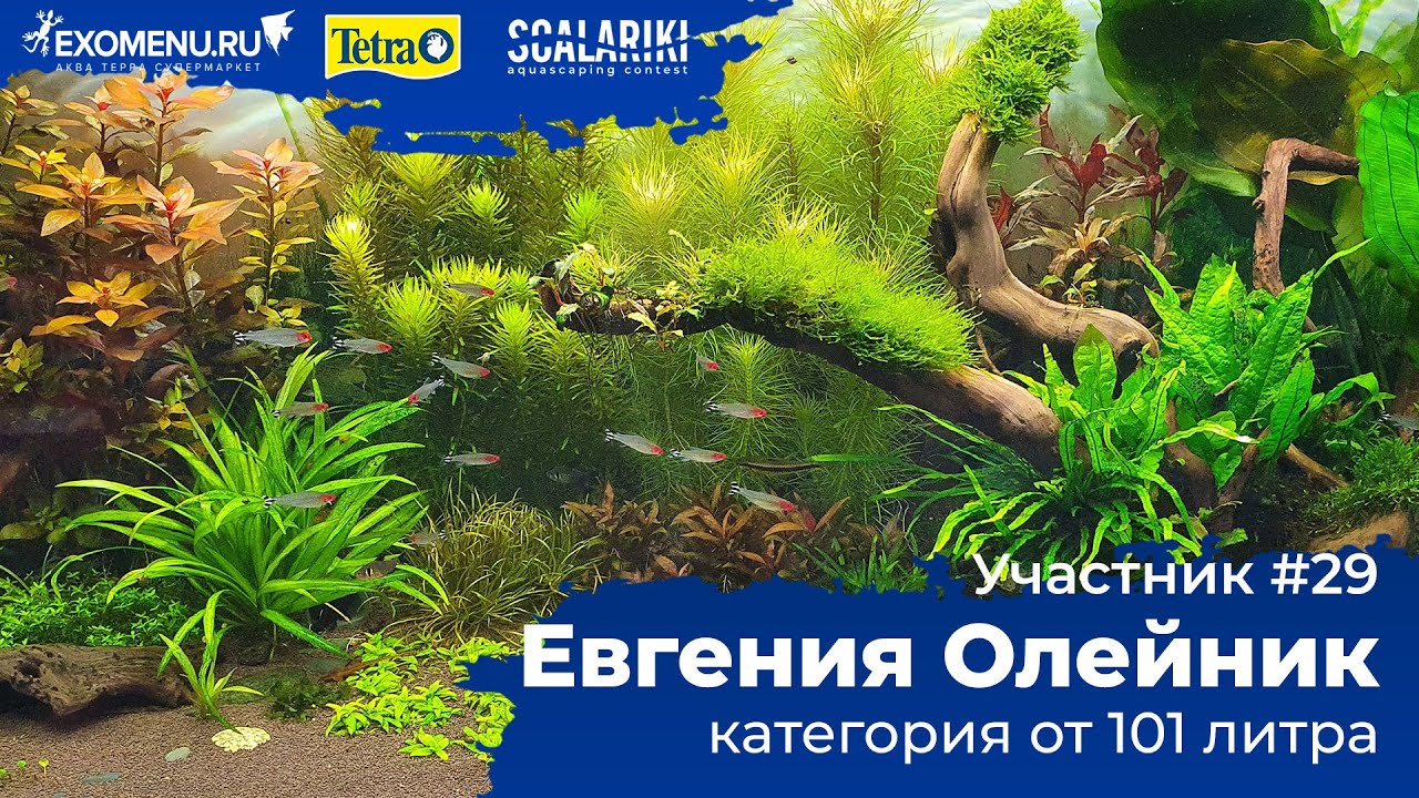 Травник 260 л Участник №29 в категории от 101 литра #Scalariki​ Aquascaping Contest 2021