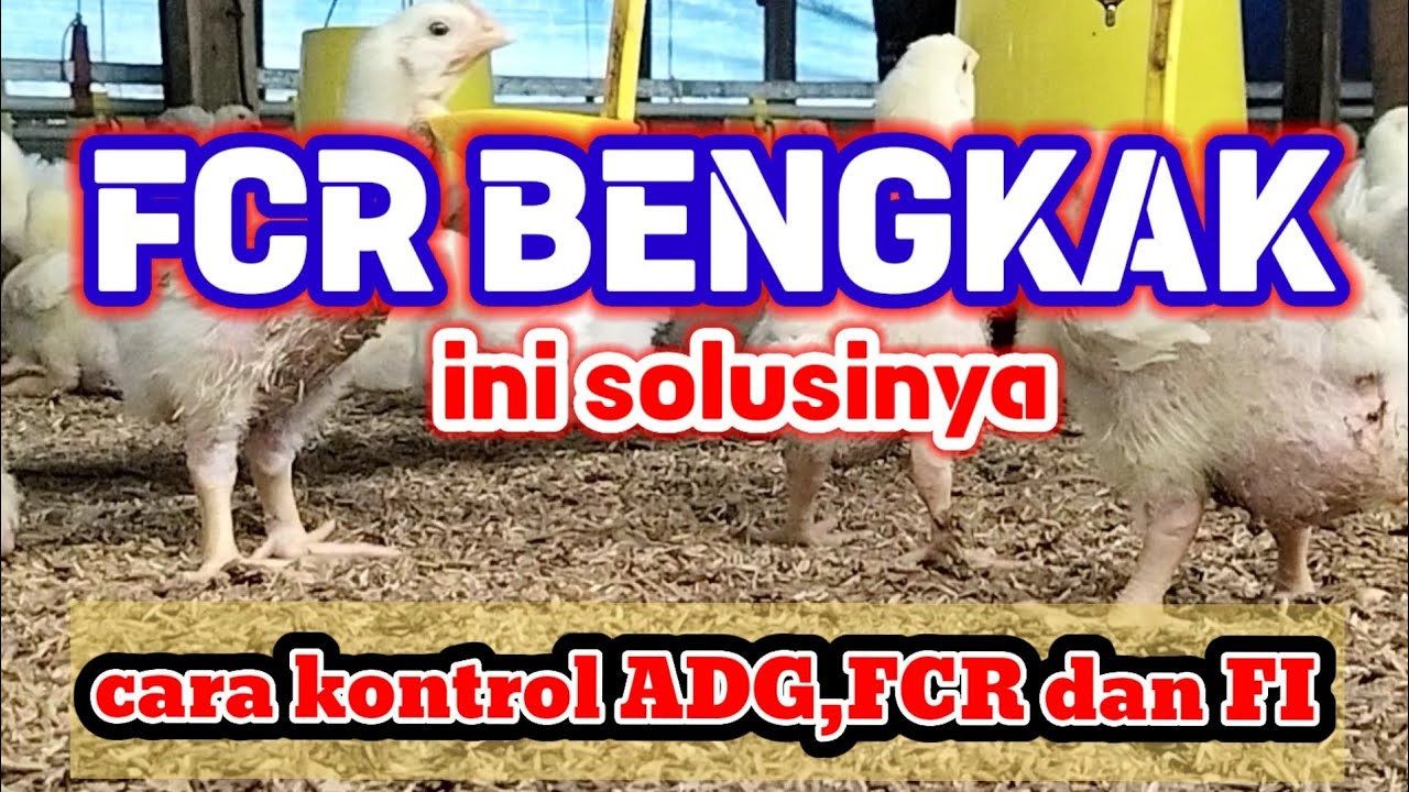 PENGATURAN PAKAN AGAR EFISIENSI MENJADI DAGING BAGUS@PEJUANGFCR