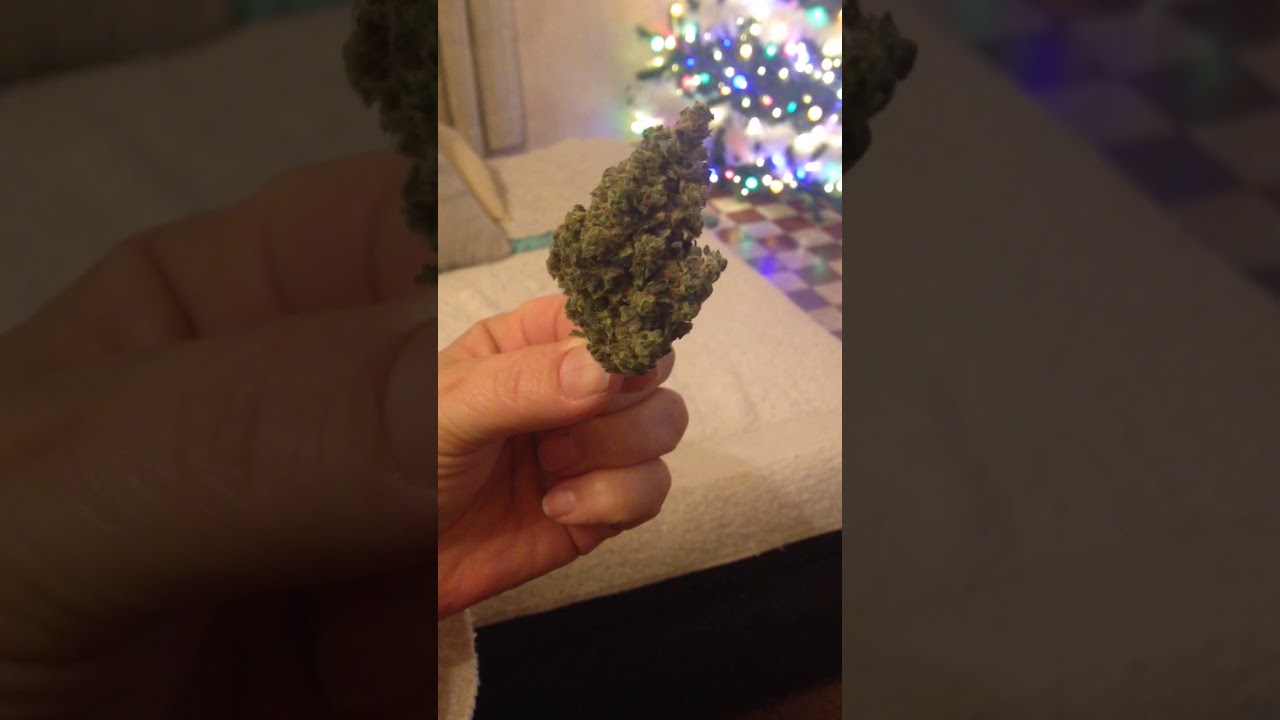 NYC DIESEL by zambeza seed