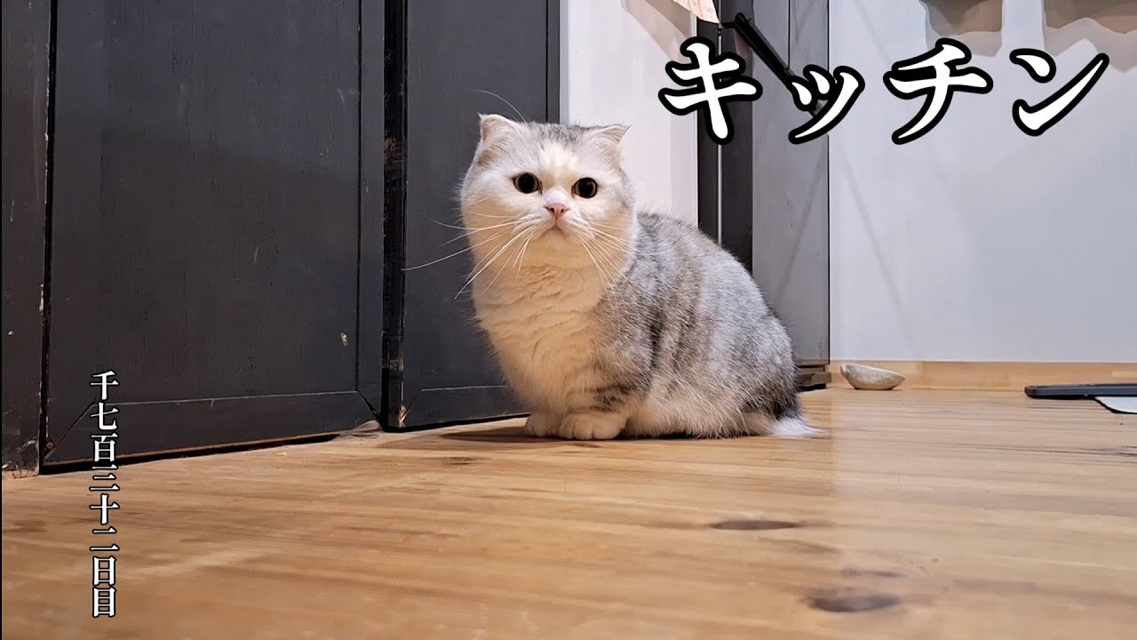 キッチン　こねこ成長日記　千七百三十二日目