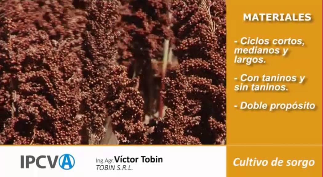 Sorgo: Caraterísticas y manejo