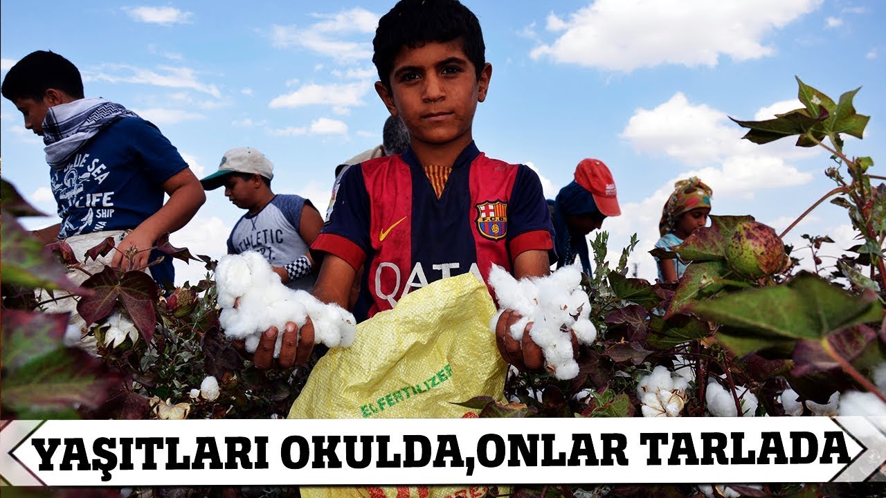 Yaşıtları Okulda, Onlar Pamuk Tarlasında Çalışıyor