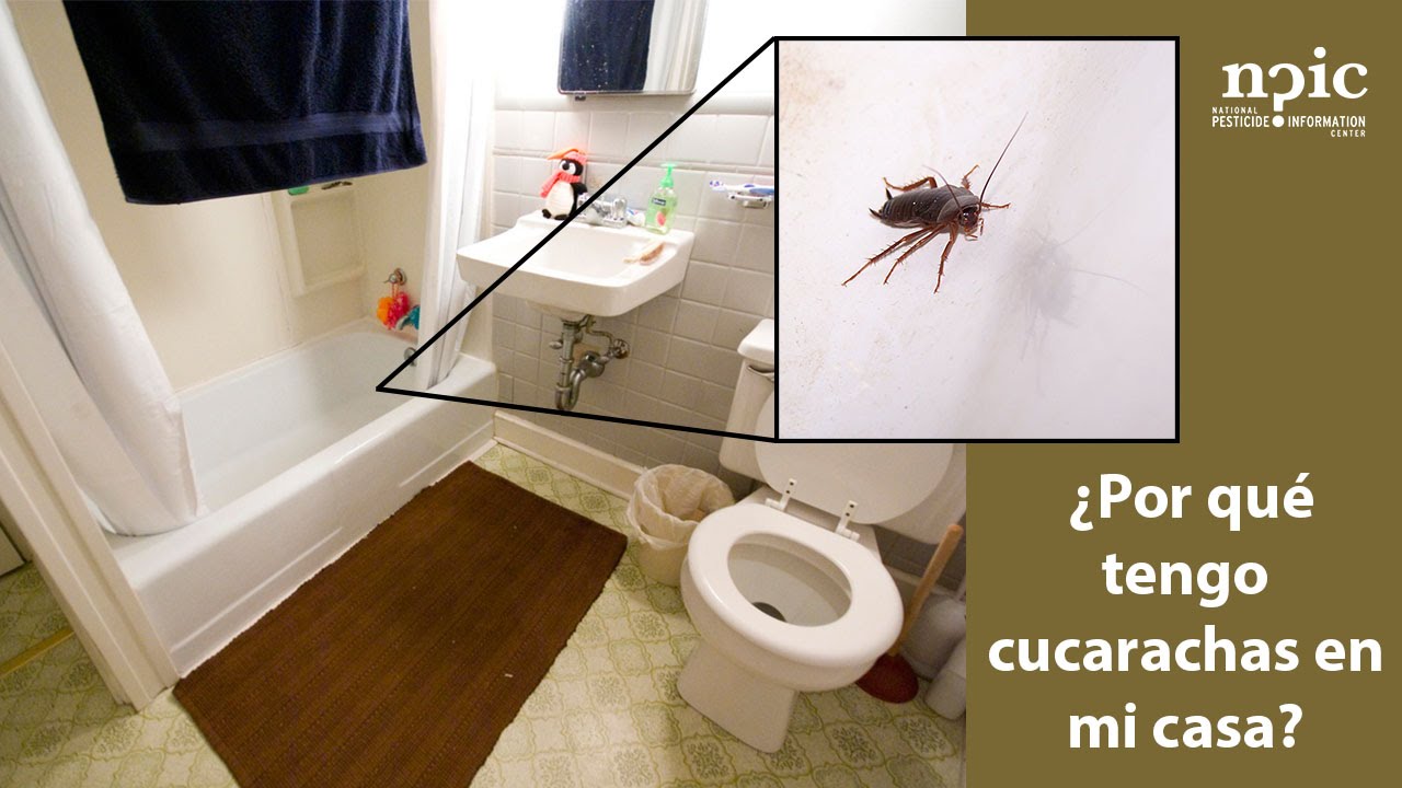 ¿Por qué tengo cucarachas en mi casa?