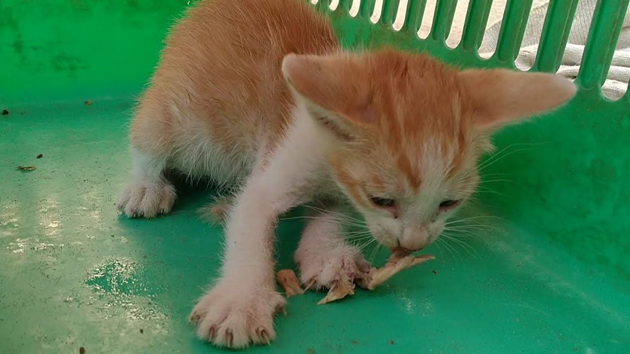 Abandoned Kitten's Never-Ending Hunger