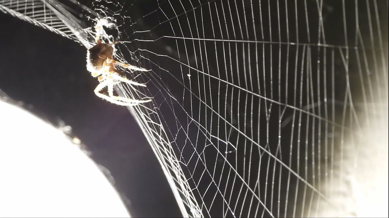 Cat-Faced Spider