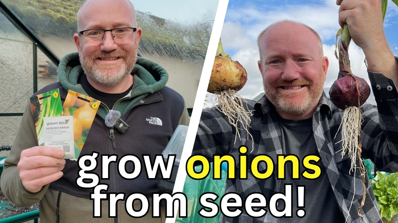 Grow Onions From Seed   A Boxing Day Tradition