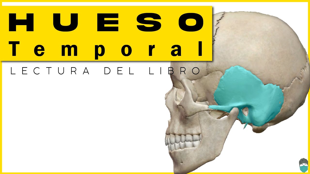 Hueso Temporal - Odontología Rouvière  (Peñasco) lectura