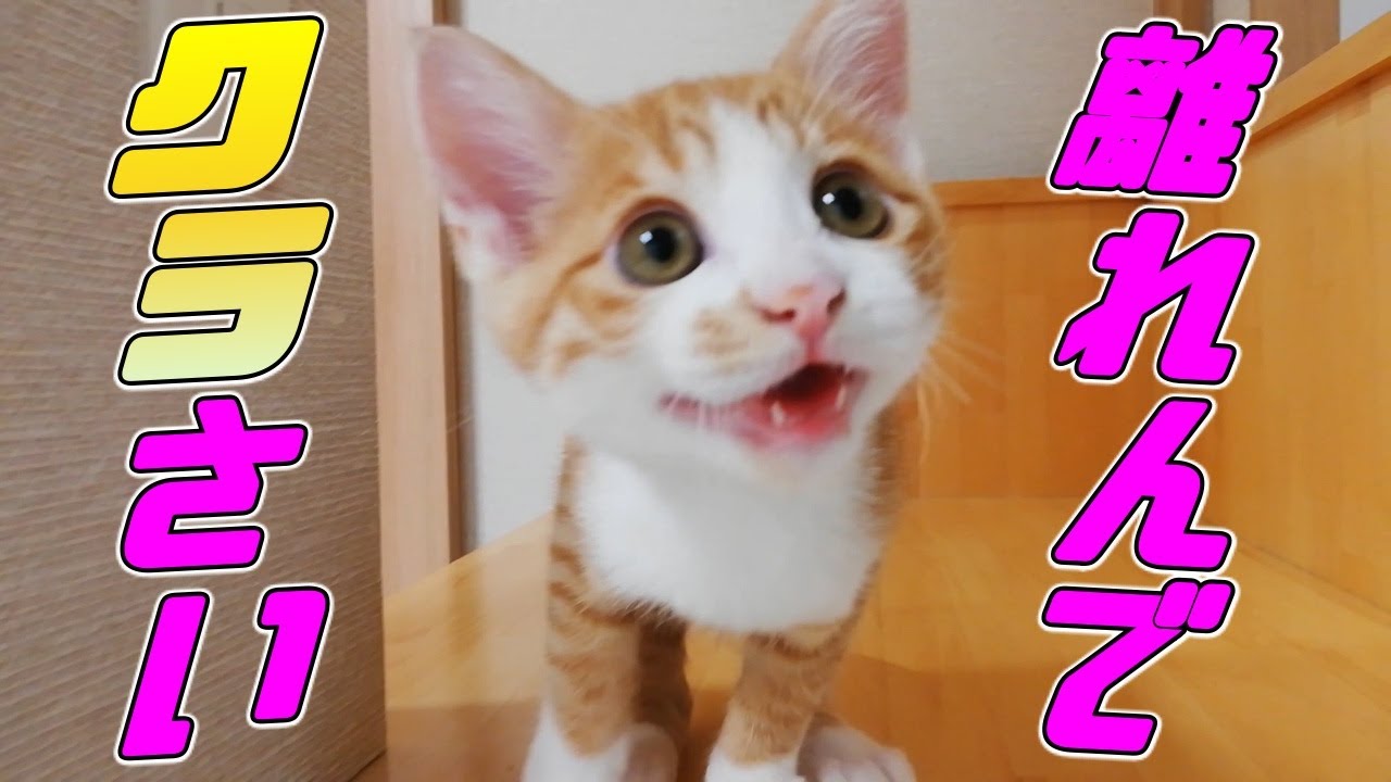 [茶トラ子猫]甘えん坊でストーカー気質な子猫がどこにでもついてくる…笑（保護猫）