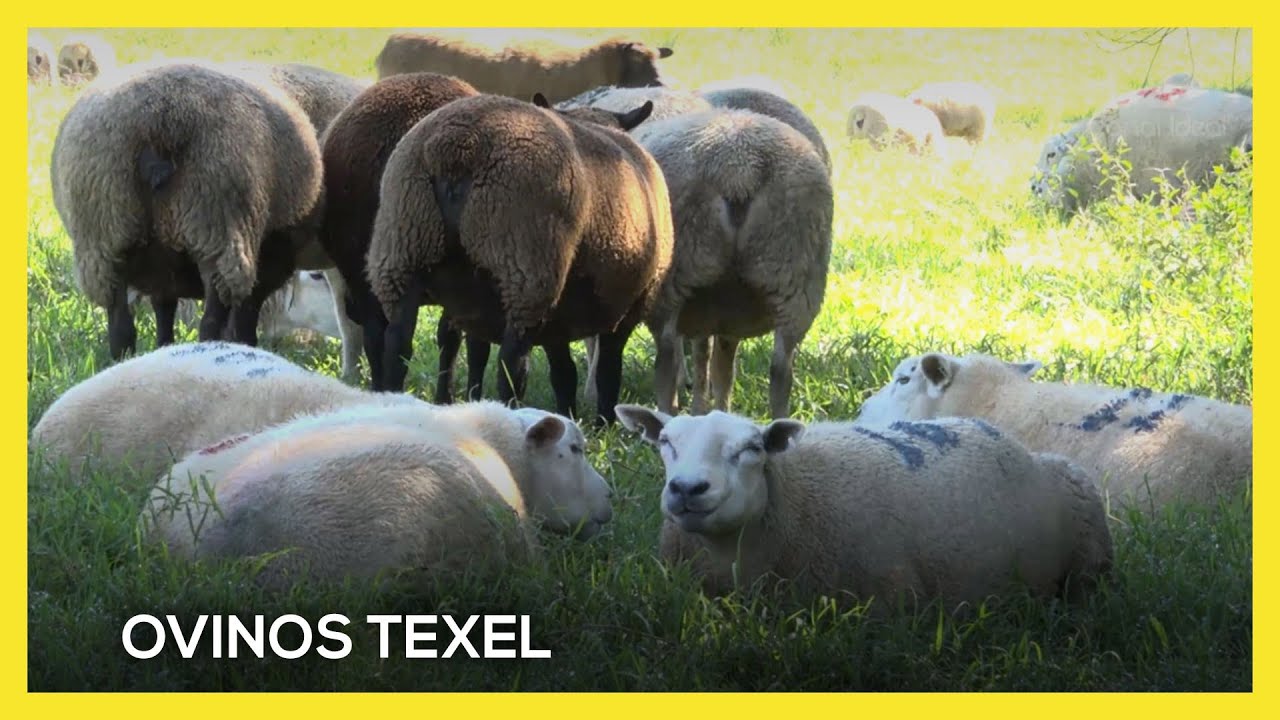 Produtor de Vargeão se destaca na criação de ovinos da raça Texel