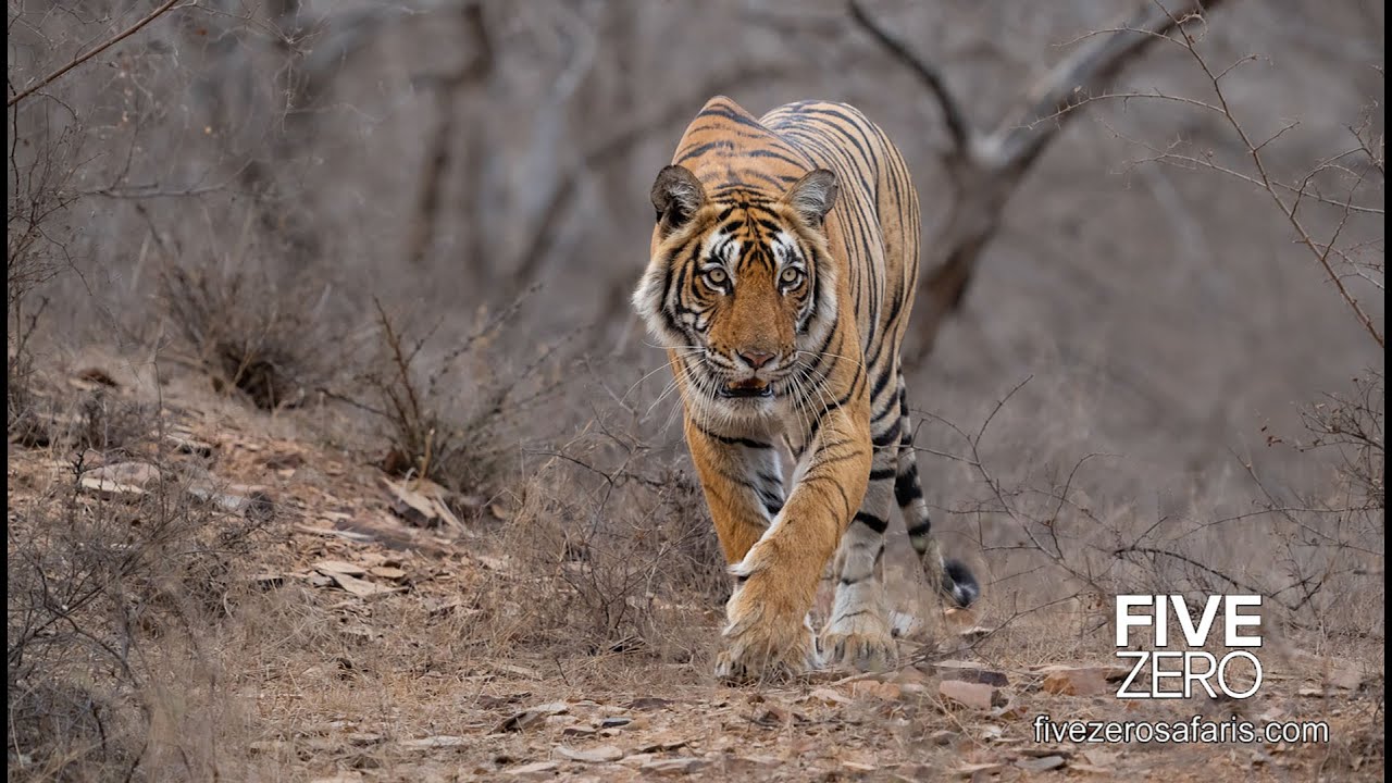 The Tiger Safari 2025