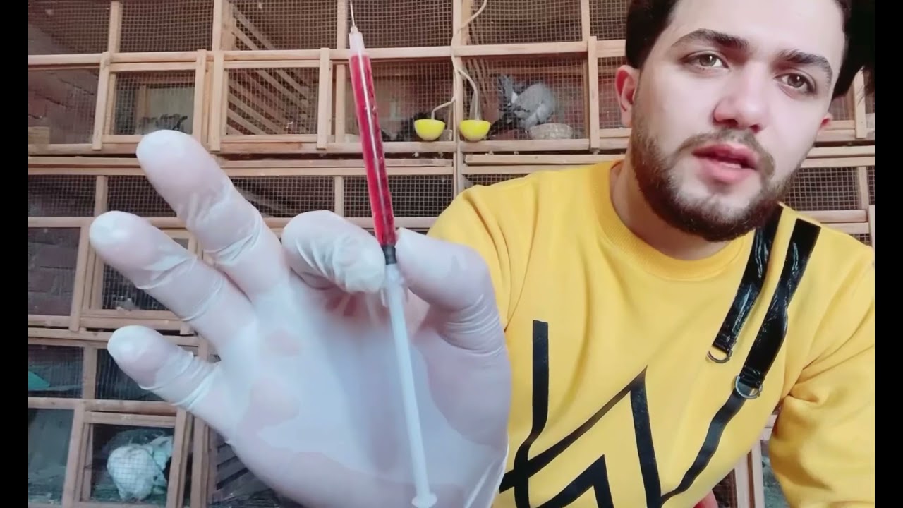 الحل النهائي لمشكله عدم تخصيب تخصيب بيض الحمام وداعا لترويق ذكور الحمام أسهل وارخص علاج لترويق الحصي