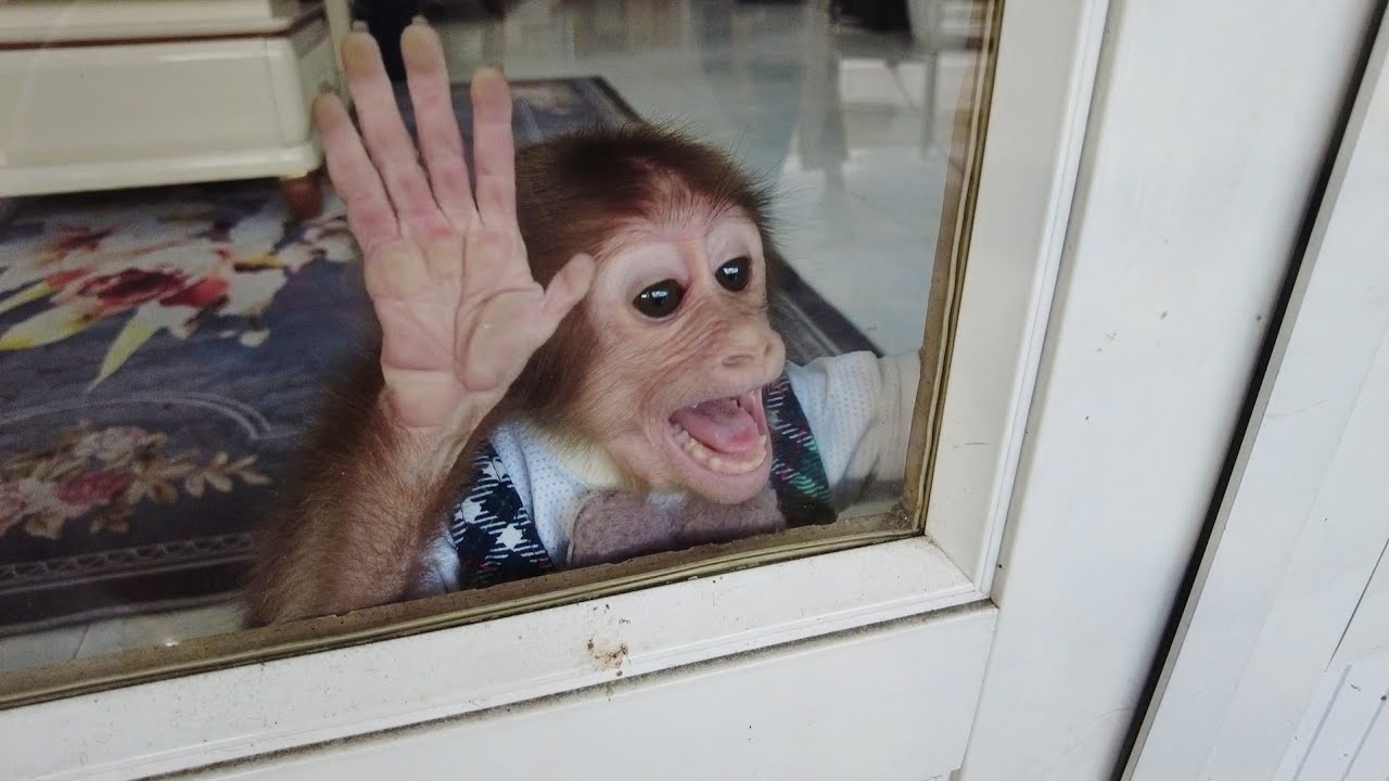 Monkey Kiti stood there watching the two sisters go to school