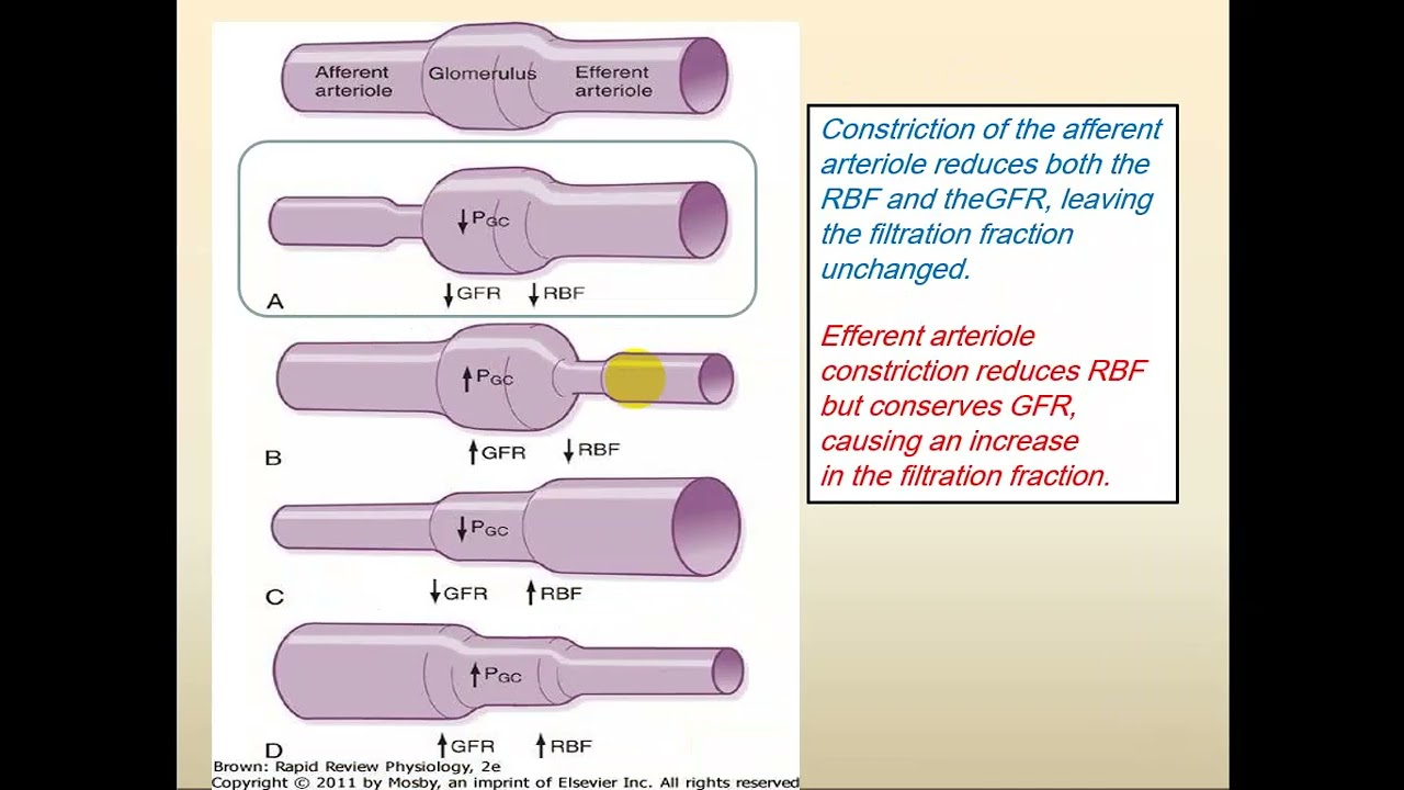Part 2 of Renal Physiology 