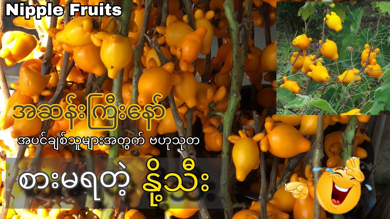 စားမရတဲ့နို့သီးအကြောင်း | Nipple Fruit | Fox Head Fruit| Solanum mammosum | Cow's Udder in Thailand