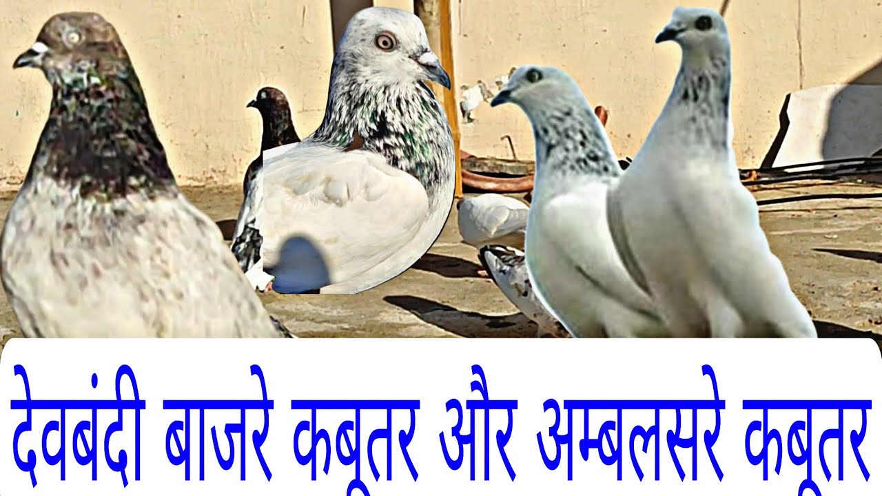 Deobandi Kabootar Aur Ambarsare Kabootar Ashish Bhai Ki Loft Se By Bhopal Pigeons