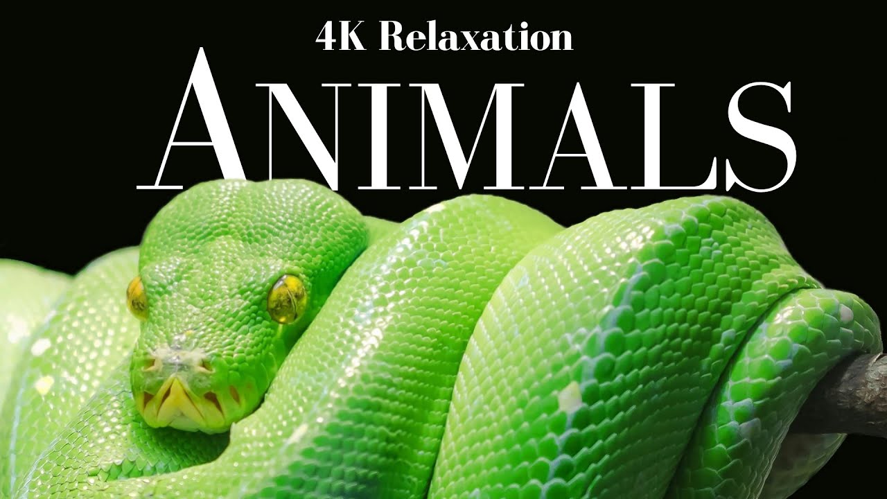 World of Animals | 4K Wildlife Relaxation Ambiance Film with Calming Music