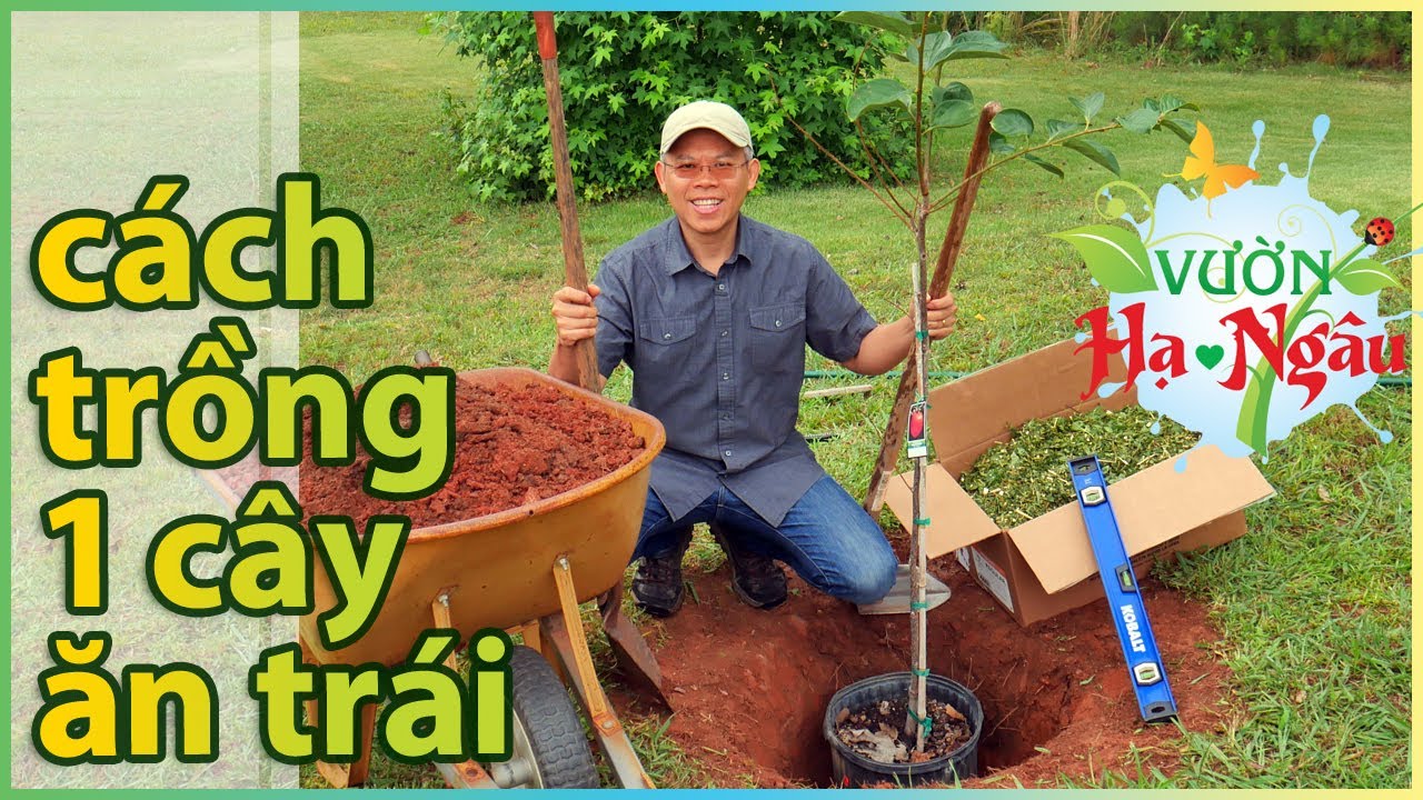 Cách trồng 1 CÂY ĂN TRÁI xuống đất. Căn bản cần nắm.