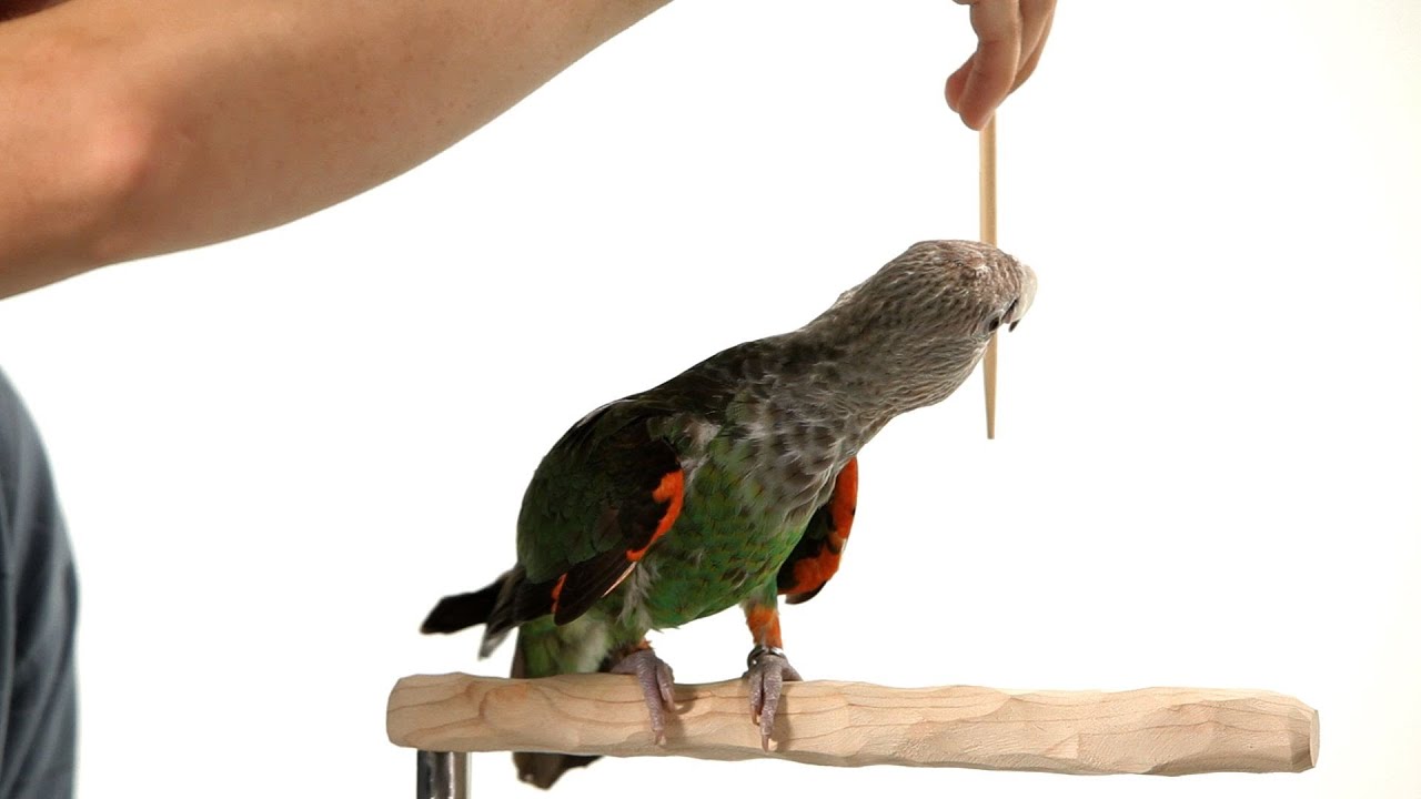 How to Teach a Parrot to Turn Around | Parrot Training