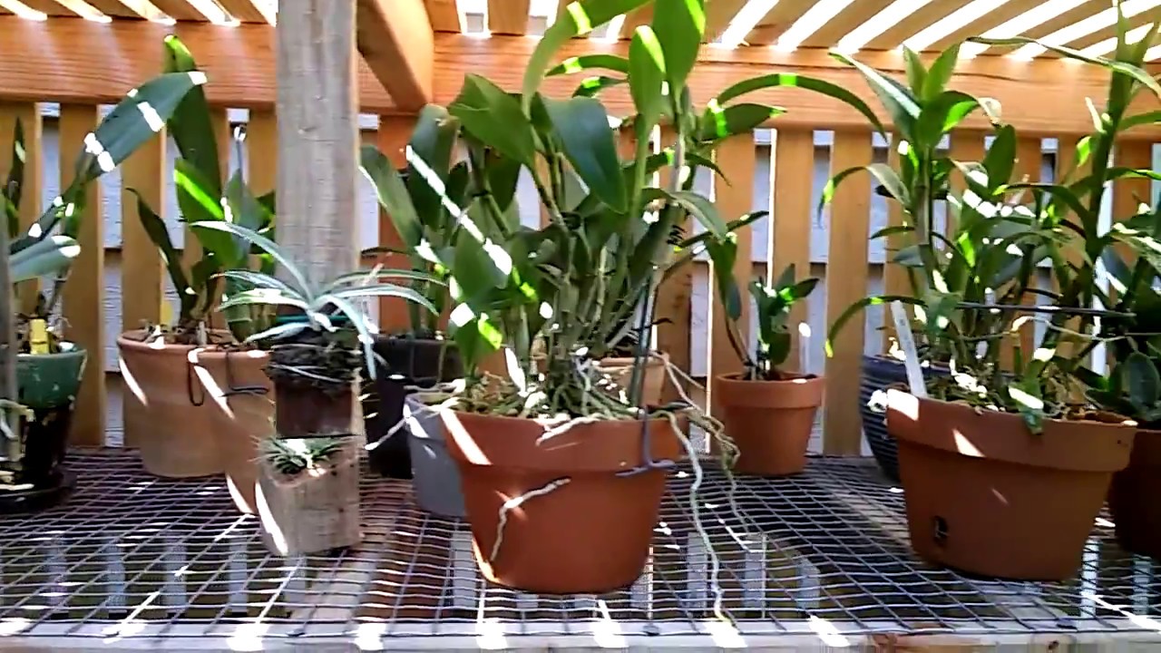 Orchids in gravel...