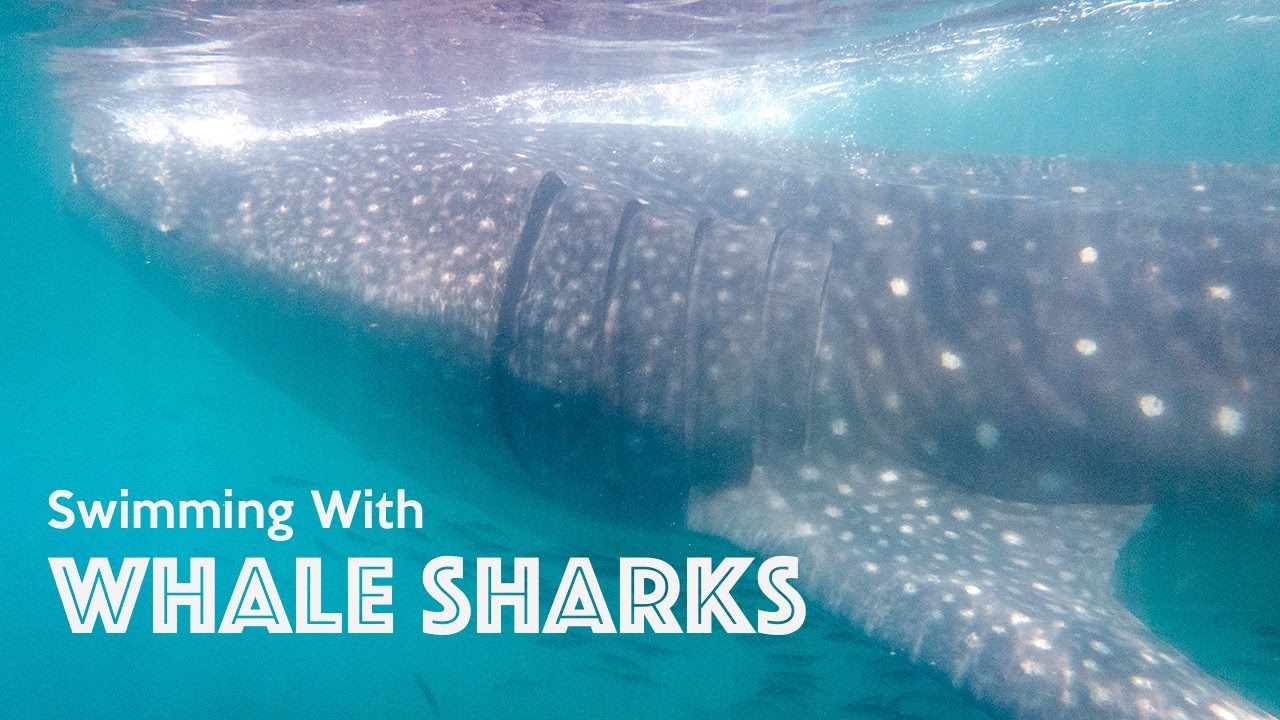 SWIMMING WITH WHALE SHARKS - Mexico