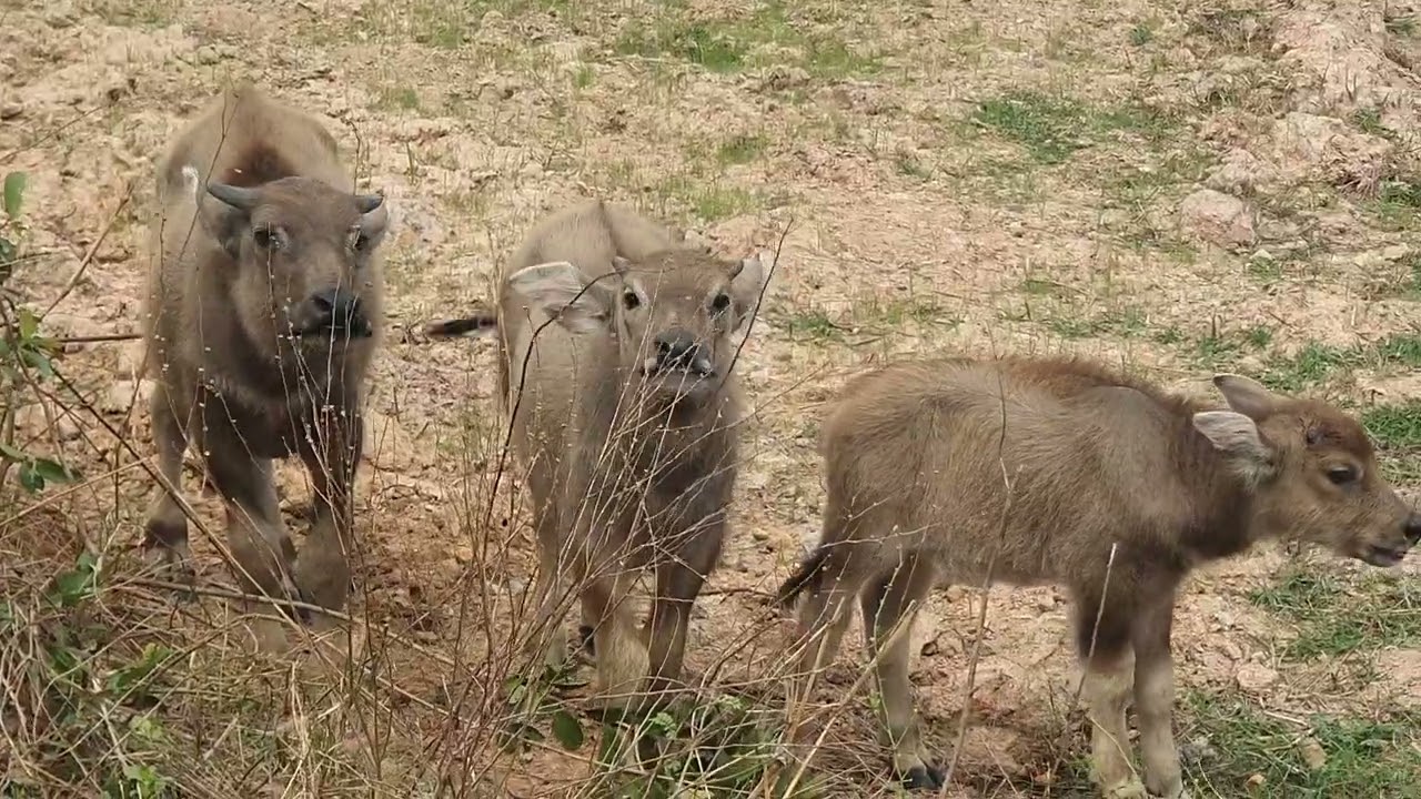 Many large buffaloes are grazing in the meadow.